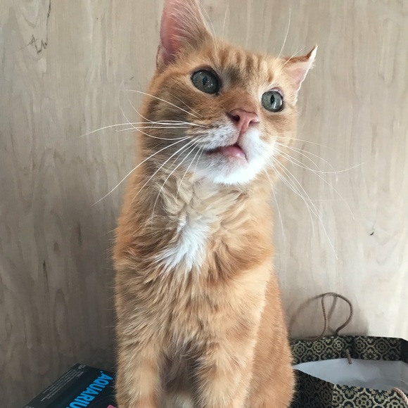 Meet your Posher, Julia - Picture 1 of 1